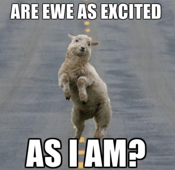 Are Ewe as Excited as I Am - Sheep Meme