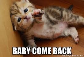 baby come back kitty