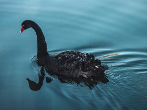 Black Swan on pond